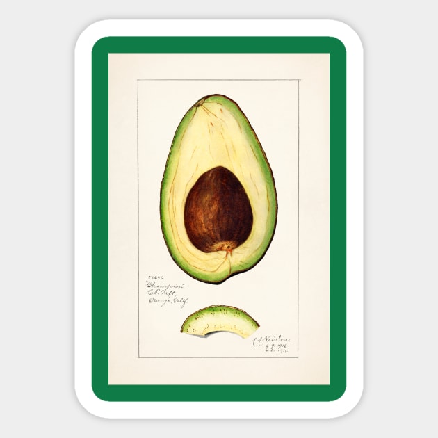 Avocado Sticker by zmudart